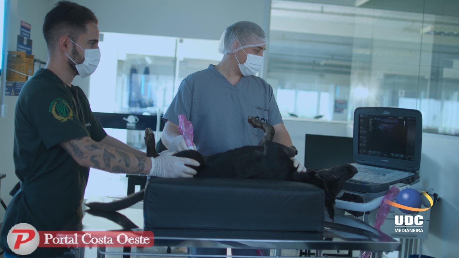Curso de Medicina Veterinária da UDC Medianeira recebe conceito máximo do MEC e reforça posição de destaque na educação superior