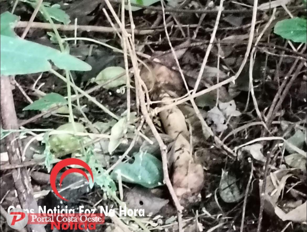 Ossada humana é encontrada às margens da BR-277 em São Miguel do Iguaçu