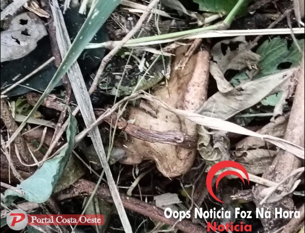 Ossada humana é encontrada às margens da BR-277 em São Miguel do Iguaçu