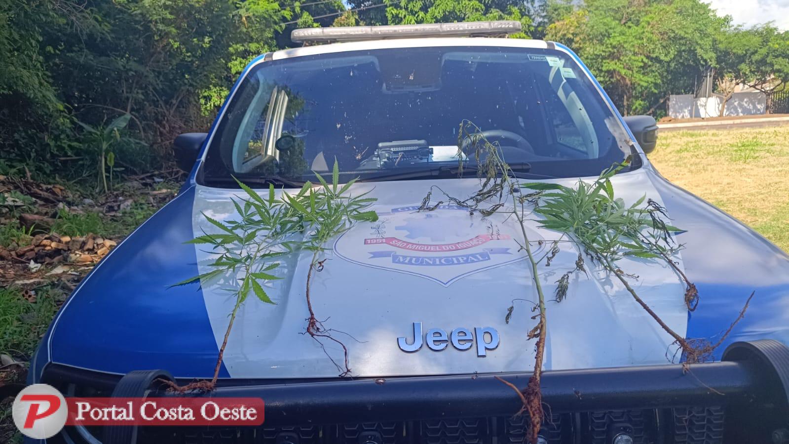 Guarda Municipal apreende pés de maconha encontrados às margens da PR-497 em São Miguel do Iguaçu