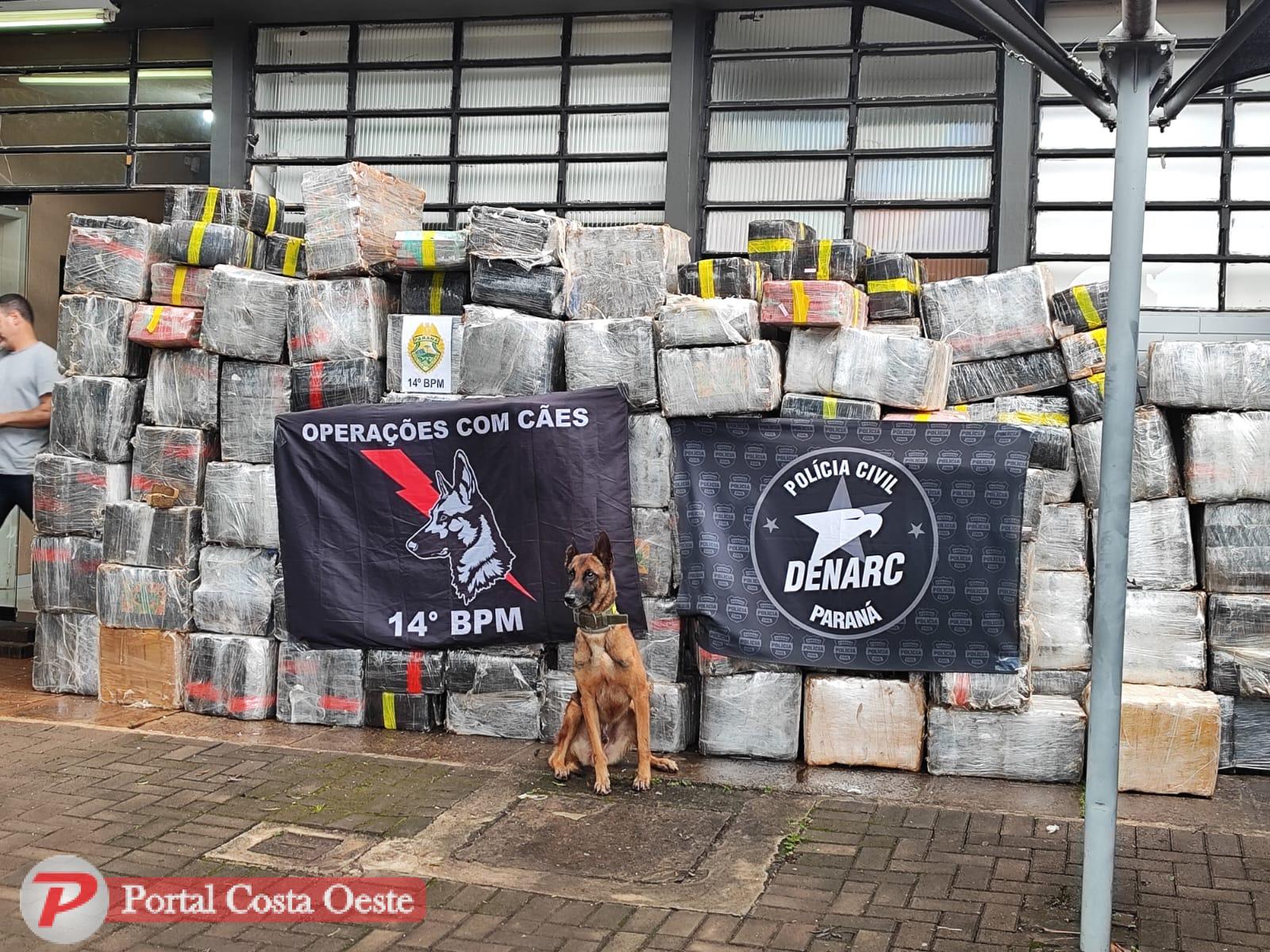 São Miguel: Cão Farejador “Mad” Ajuda Polícia a Interceptar 4,7 Toneladas de Maconha