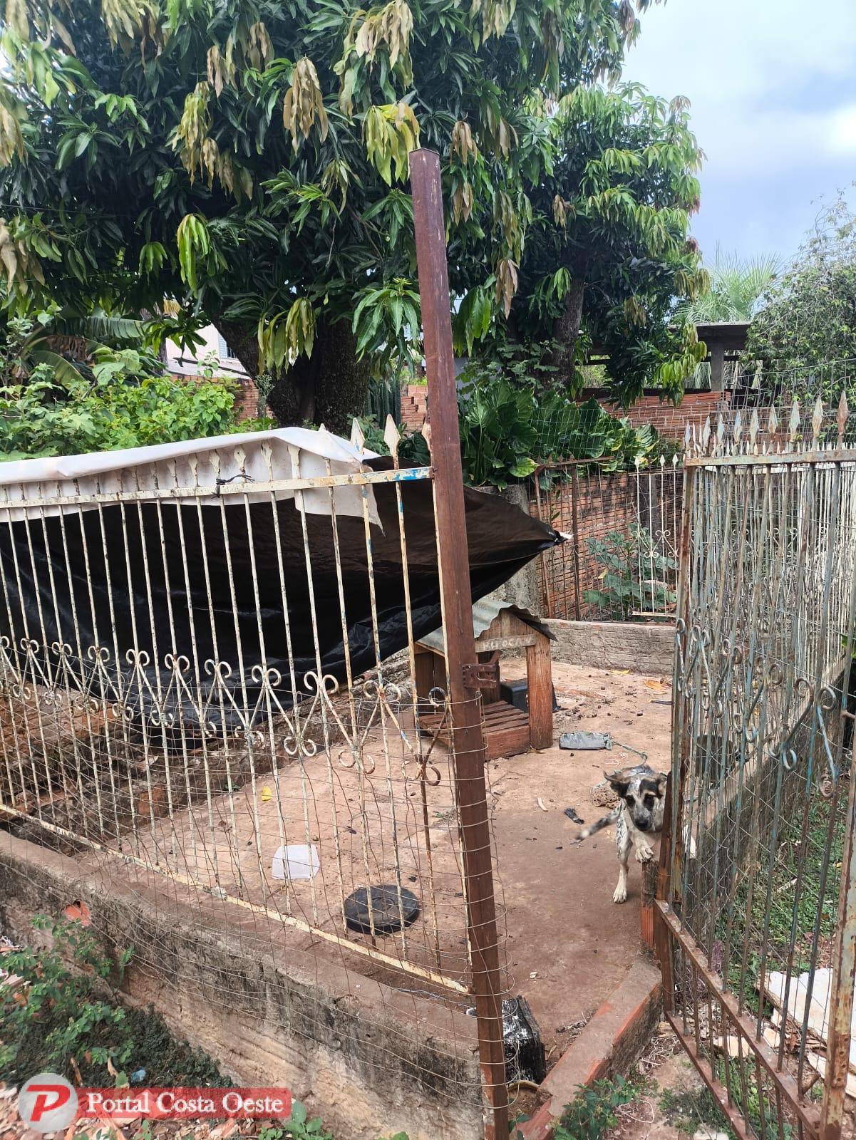 São Miguel: Cachorro é resgatado pela Polícia Civil após ser encontrado em situação de abandono