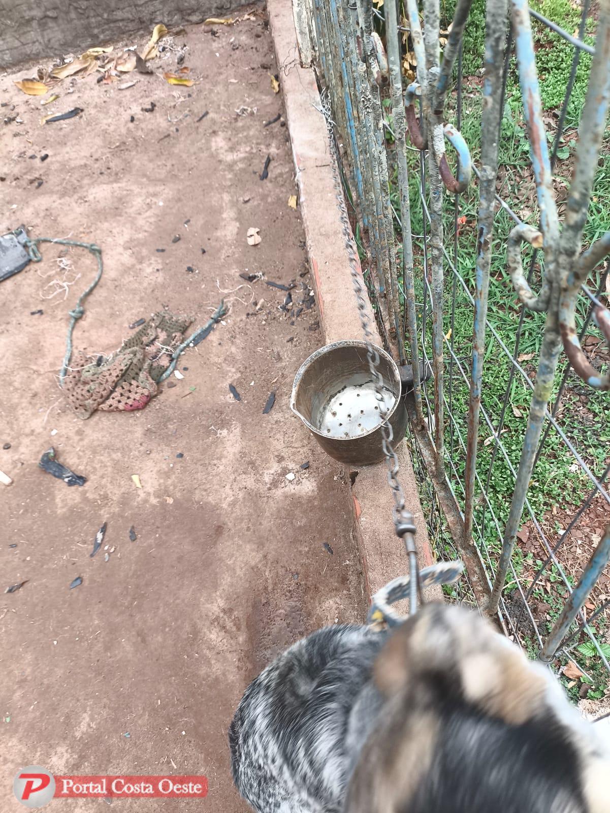 São Miguel: Cachorro é resgatado pela Polícia Civil após ser encontrado em situação de abandono