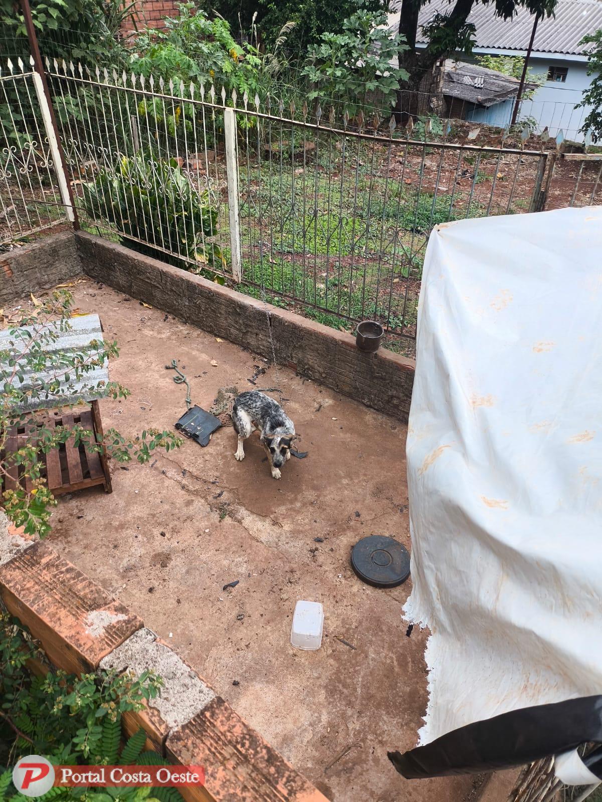 São Miguel: Cachorro é resgatado pela Polícia Civil após ser encontrado em situação de abandono