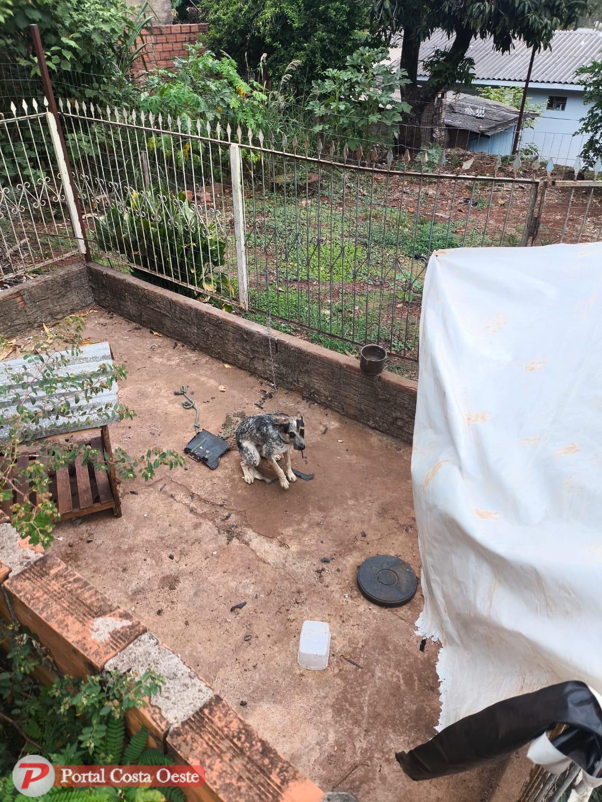 São Miguel: Cachorro é resgatado pela Polícia Civil após ser encontrado em situação de abandono