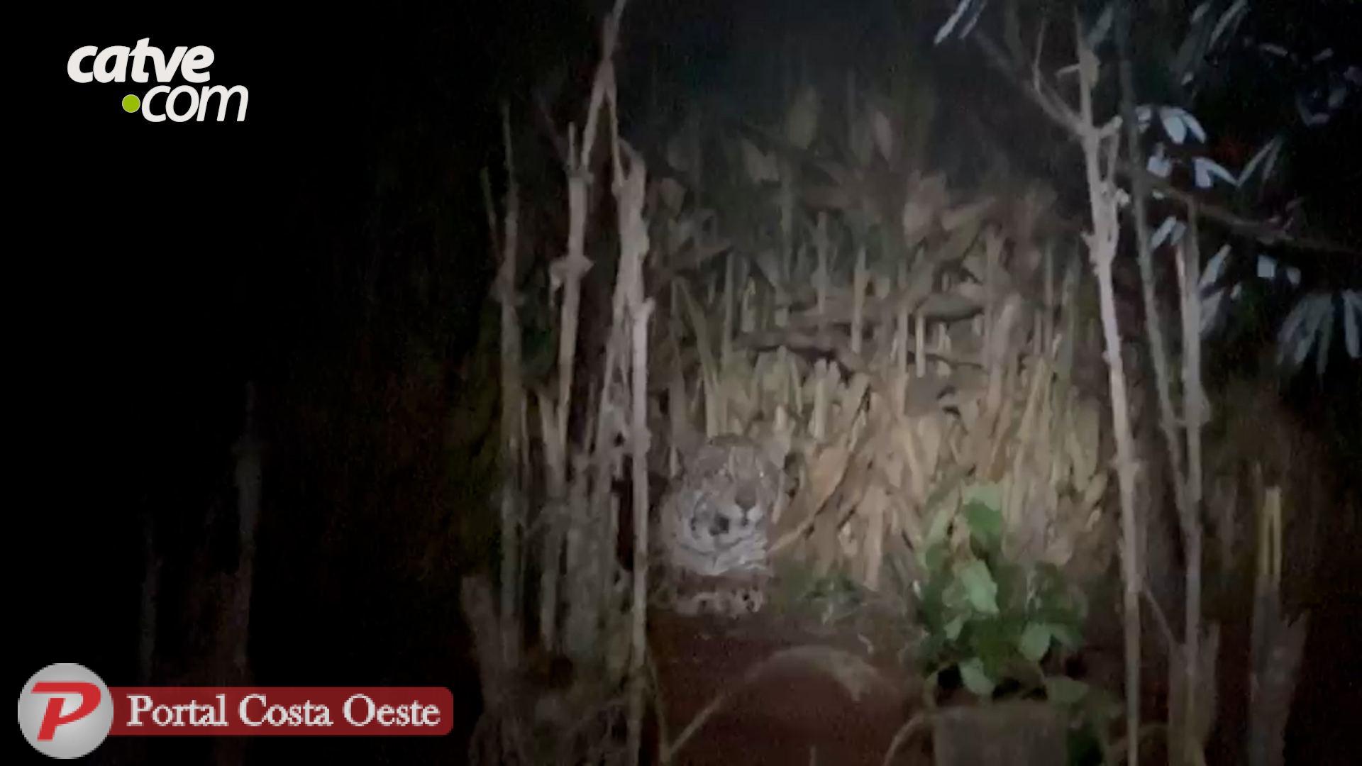 São Miguel: "Fiquei uma hora e meia olhando ela da janela do quarto", relata moradora após encontro com onça