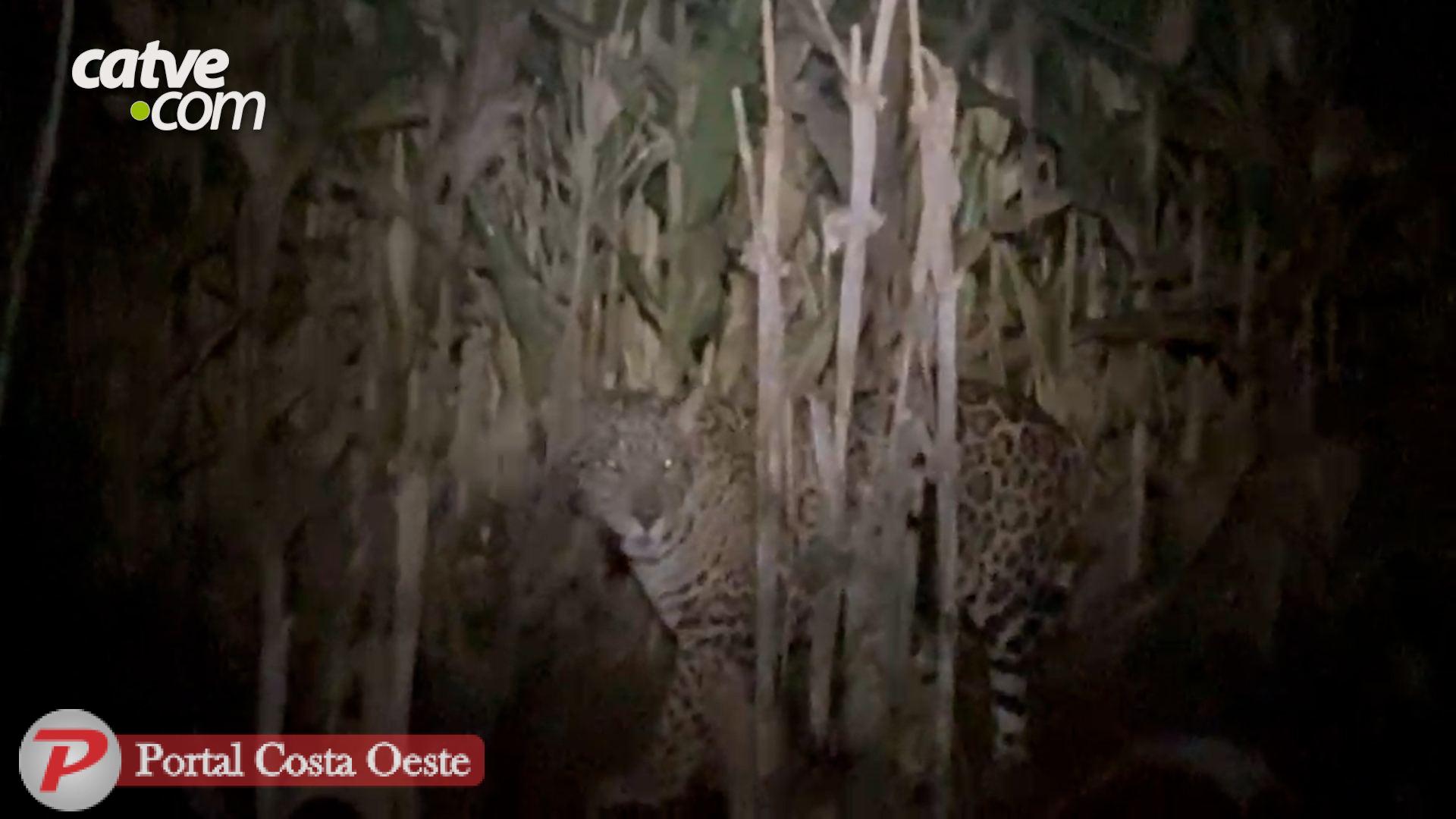 São Miguel: "Fiquei uma hora e meia olhando ela da janela do quarto", relata moradora após encontro com onça