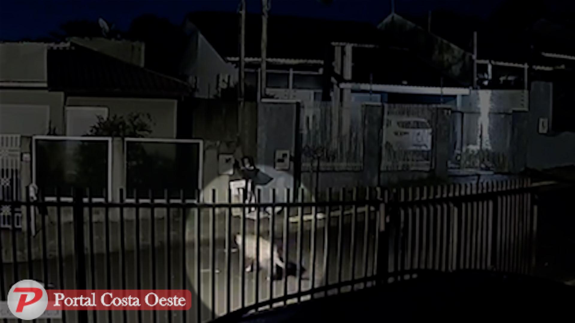 Onça-pintada é encontrada descansando embaixo de varal de roupas em Foz do Iguaçu