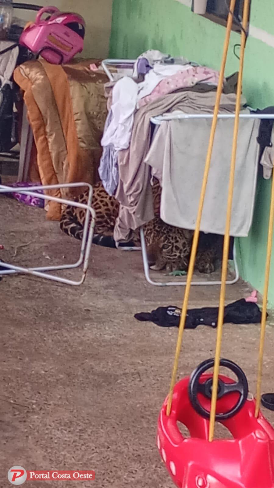Onça-pintada é encontrada descansando embaixo de varal de roupas em Foz do Iguaçu